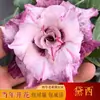 Planta em vaso rosa do deserto de pétalas duplas, floresce o ano todo, fácil de cuidar, flor colorida de varanda para interior, bonsai de planta verde, suculenta