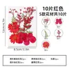 Flores Secas Naturais, Flores Prensadas, Pacote de Material para Artesanato DIY, Folhas, Flores Reais, Marcadores de Página, Espécimes de Plantas, Porta-Retratos, Luminárias de Mesa, Decorações