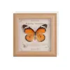 Especimen de Mariposa Real Pintura Decorativa Producto Terminado Soporte de Exhibición Decoración del Hogar Estilo Nórdico Tridimensional Hecho a Mano DIY Regalo de Cumpleaños