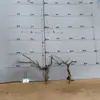 Tocones de Árbol Muerto Ramas Modelo Microscópico Escena Fabricación Suministros para Mascotas Base de Figura Embellecimiento de Fondo Decoración Obstáculo