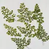 Adiantum Largo Hojas Reales Espécimen de Planta Flor Seca Estuche para Teléfono Embozado Marcapáginas Flor Real Hojas Pegatina Bolsa de Material