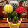 [Cactus Tricolor] Planta Auspiciosa Tres Tesoros Combinación de Bolas Tricolor Escritorio Balcón Planta a Prueba de Radiación Planta en Maceta
