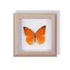 Especimen de Mariposa Real Pintura Decorativa Colgante Adorno de Insecto con Ojos Azules, Marco de Madera Maciza, Regalo para Mejor Amigo, Recuerdo Único
