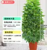 Árvore Bico de Pato de Grande Porte Que Atrai Riqueza de Todas as Direções, Planta de Vaso para Sala de Estar Interna Fácil de Cuidar, Sempre Verde o Ano Todo, em Formato de Torre