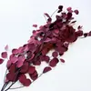 Folhas de Eucalipto de Folha Fina Absorvedoras de Cor de Yunnan, Flores Preservadas, Buquês de Flores Secas, Atacado de Fabricante de Yunnan Decoração de Casa