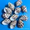 Artesanías de Caracolas Naturales Vendidas por Libra para Acuarios, Fotografía, Educación de Estudiantes y Niños, Minería y Uso Marino