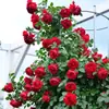Plántulas de Rosas Trepadoras, Rosas Enredaderas, Rosas Fragantes Extra Grandes Que Florecen en Todas las Estaciones, Plantas de Rosas para el Patio de la Villa Courtyard Longsha Gem
