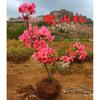 Dropshipping de plantones de azalea de doble temporada que florecen el mismo año, plantones de rododendro plantados en el sur y el norte, resistentes al frío y a las heladas.