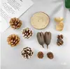 Pinha de fruta seca semente de bolota espécime planta decorativa fruta flor seca feita à mão material diy jardim de infância natural