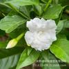 Jazmín de Cristal en Maceta Flor de Lirio Blanco Flor de Interior Planta Verde para Balcón Florece Todo el Año Flor Colmillo de Perro Planta Cabeza de León