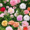 Sementes de Girassol Dobrado São Semeadas e Florescem em Todas as Estações, Sementes de Flores Fáceis de Sobreviver, Mudas Envasadas Internas de Varanda, Sementes de Flores