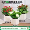 Las plantas en maceta son fáciles de cuidar en las salas de estar interiores.; plantas verdes hidropónicas, bonsáis creativos, plantas de la suerte, plantas pequeñas en maceta y árboles de la fortuna son todas excelentes opciones