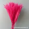 Flores Secas, Tubos Populares para Fogos de Artifício, Espanadores Macios, Materiais para Buquê de Dia dos Namorados com Flores Secas, Mais Vendidos Quentes da Amazon Transfronteiriça