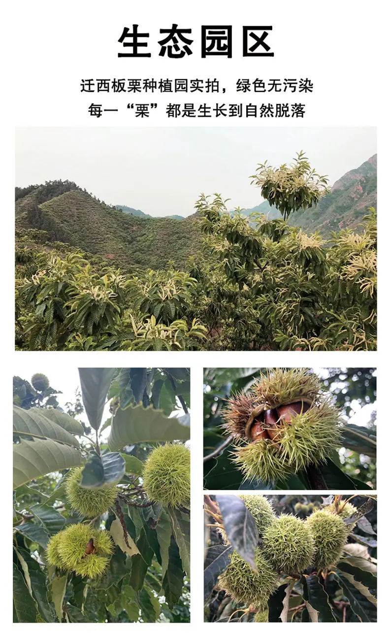新老树_11.jpg
