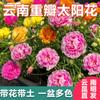 Venta minorista de plántulas de girasol de pelo lacio de Yunnan en maceta con capullos y raíces, Flor grande de pétalos dobles para mesa, Fácil de mantener y resistente al sol en el patio
