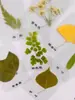 Laminación de Especímenes Vegetales Hoja de Árbol Marcapáginas de Planta Regalo de Navidad Marcapáginas de Flor Seca Colección de Flores Prensadas