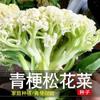 Sementes de Legumes no Atacado: Sementes de Couve-Flor, Couve-Flor Verde de Flores Soltas, Couve-Flor Resistente ao Frio e Tolerante à Umidade, Sementes de Vegetais Fáceis de Cultivar