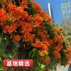 Dropshipping Plántulas de Flor Lingxiao Macetas Pila Vieja Jardín Florales Enredadera Trepadora Plántulas de Flor Lingxiao Enredaderas Trepadoras para Todas las Estaciones