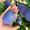 Ciruelas Azules Miel de Weinan Shaanxi, al por mayor caja completa de 1/3/ 2.5kg, jugosas, crujientes, dulces, refrescantes, ricas en aroma frutal, fruta fresca