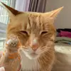 Auténtico Enlace Brillante Japonés Caja de Almacenamiento Transparente para Pelo de Gato Cápsula de Juguete Encanto Cápsula de Almacenamiento de Pelo de Gato