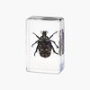 Resina de Venta Caliente Transfronteriza Muestras de Insectos Reales Araña Escorpión Saltamontes Regalo de Recompensa para Estudiantes de Primaria Regalo Artesanal