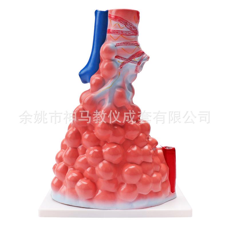 肺泡模型-5