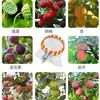 Vagem de lótus colheita semente de lótus ferramenta gancho flor de lótus vara telescópica de 10 metros de comprimento rede para colheita de frutas de alta altitude cabeça de gancho fruta