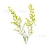 Flor Oriole com Galhos Flor Real Espécime Em Relevo Divisória Flor Seca Marcador Cartão de Felicitações Material Artesanal para Crianças Plantas Flores e Plantas