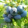 Plántulas de Arándanos con Macetas de Fruta, Plántulas de Fruta para Balcón Plantadas en el Suelo, Siembra en el Sur y el Norte, Plántulas de Arándanos que Dan Fruto en el Mismo Año