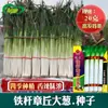 Sementes de Cebolinha Quatro Estações Atacado Cebola Verde de Zhangqiu Sementes Quatro Estações Pacote de 20g Sementes de Cebola Verde Cebola de Ferro Sementes de Vegetais
