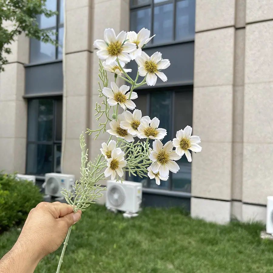2叉植绒小野菊-xjmlkx 2#香槟.JPG