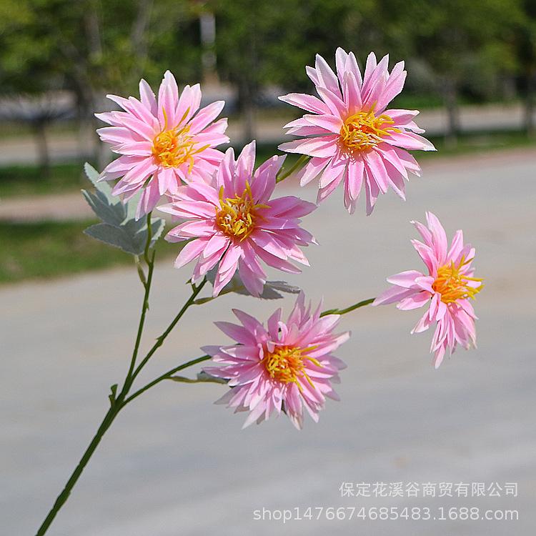 5头秋色小支大丽花-紫色_副本.jpg
