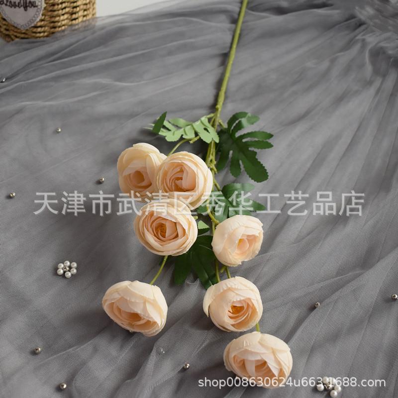 7头茶玫香槟色
