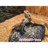 Lascas de Madeira Natural Aparas de Madeira Espiga de Milho Areia para Lagarto Réptil Hamster Pássaro Animal de Estimação Material de Almofada Absorvente de Areia