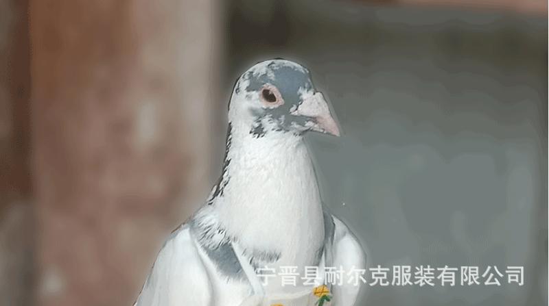 未标题-1_01.gif