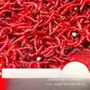 Lombrices Rojas Vivas Cebo Vivo Lombrices Macho Extra Grandes Cebo para Peces Cebo de Fondo Lombrices de Tierra Carpa Cruciana Pesca Salvaje Cebo Rana Trueno Otro
