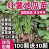 Shandong Yan Shu Nº. 25 Mudas de Batata Doce Mudas de Batata Doce Mudas de Batata Doce de Solo Batata Castanha Batata Mel Batata Roxa Melancia Vermelha Batata Doce de Alto Rendimento Mudas para Plantio