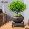 Planta Bonsai Miniatura de Nanmu Vermelho, Planta Verde Fácil de Cuidar para Mesa de Escritório, Adequada para Todas as Estações