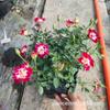 Nova Variedade de Sementes de Roseiras Miniatura Little Painter em Vasos Roseira Ji Pequena Trepadeira Rosa de Pétala Única Florais Perfumados e Plantas Verdes