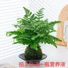 Musgo Planta Samambaia Jim em Vaso Interior Escritório Paisagismo Mesa de Chá Purificação do Ar Planta Verde Absorve Formaldeído