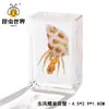 Artesanía Jingling Muestras Biológicas Acuáticas Conchas de Caracol Peces Camarones Cangrejos Regalos de Educación Científica Adornos de Resina Caja Sorpresa