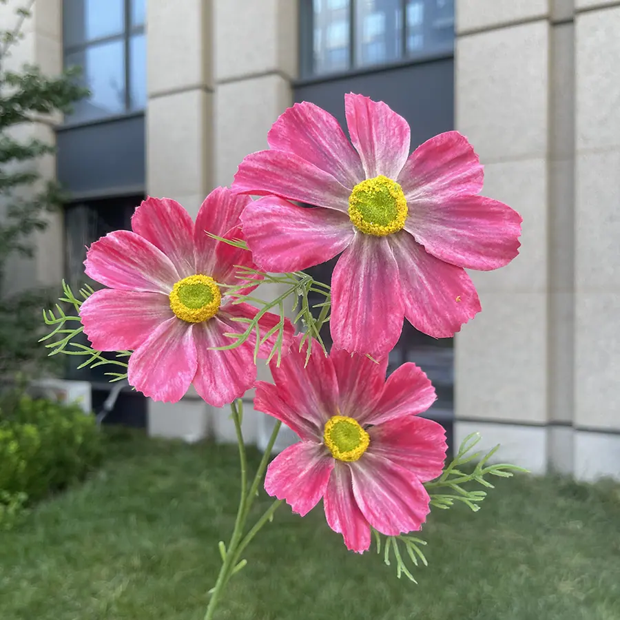3头彩印格桑花-xhmgyx-玫红.JPG