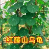 Planta Tartaruga da Montanha Dourada Não-Muda em Vaso Videira Vermelha Videira Sangue Hidropônico Bonsai Videira Trepadeira Suculenta de Mesa Interna Planta Verde Flor