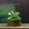 Musgo para Hobby Micro-Paisagismo Mesa de Centro Sala de Estar Interior Estudo Mesa Ornato Planta Verde Fácil de Cuidar Vidro Pequeno Presente