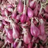 Cebolas Vermelhas Frescas, Cebolas Desidratadas, Cebolas Pequenas, Cebolinhas e Cebolas Aromáticas de Fazendas de Sichuan, Direto da Fábrica de Origem, com Frete Grátis para Exportação