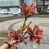 Laranja 3D simulação de sensação magnólia 3 cabeças sensação olhando para magnólia de primavera maré nacional casamento macio flores artificiais atacado