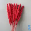 Pequeño Ramo de Flores Secas de Juncia Mezclado con Flores Secas para Decoración, Juncia Gris Claro, Ramo de Pampa Transfronterizo, Flores Inmortales