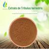 Extrato de Tribulus terrestris 10:1 45% 90% Tribulus terrestris saponina extrato de Tribulus terrestris lote de 1 kg