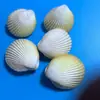 Artesanías de Conchas Marinas, Broches de Concha para Enamorados, Conchas de Colores, Decoraciones de Vieira con Pintura al Óleo Natural, Fotografía, Estilo Marino para Estudiantes
