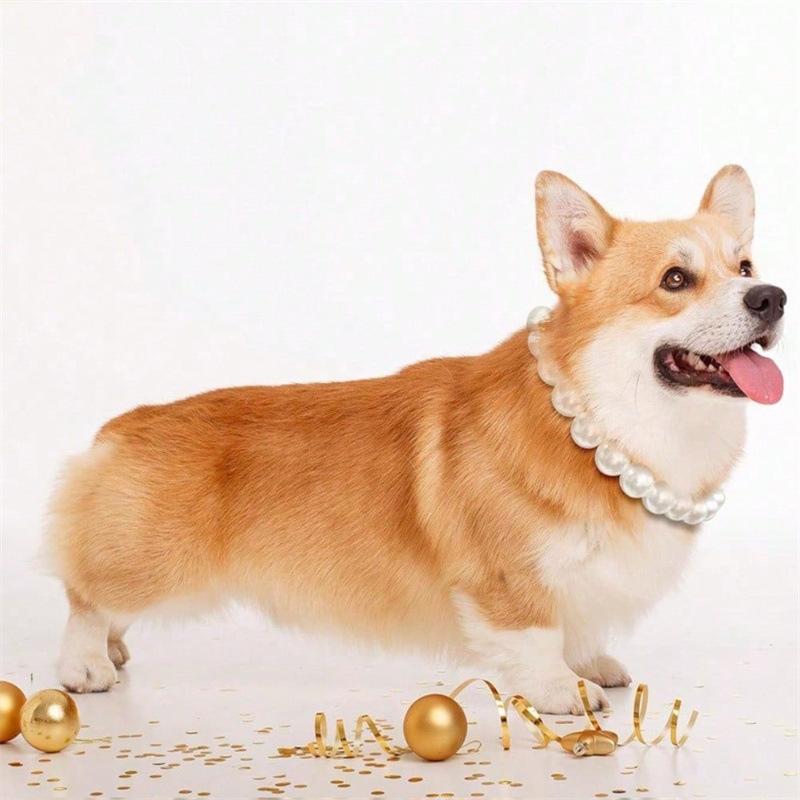 宠物项圈